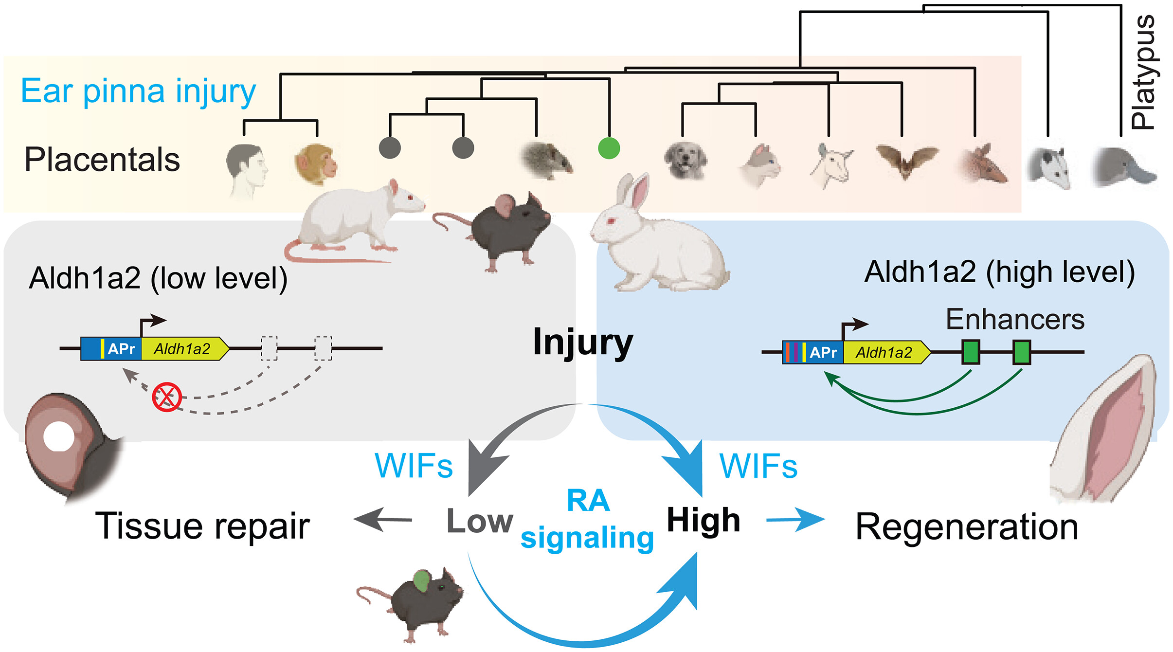 Figure 2. Rethinking Mammalian Regenerative Evolution.